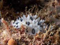 Ceratophyllidia papilligera