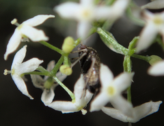 Criocoris crassicornis
