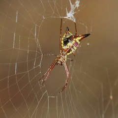 Micrathena sagittata