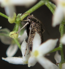 Criocoris crassicornis