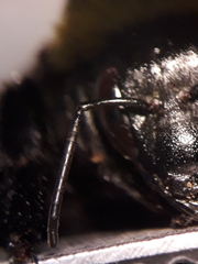 Bombus sonorus