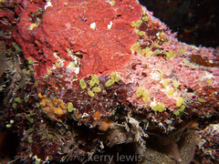 Ecteinascidia minuta