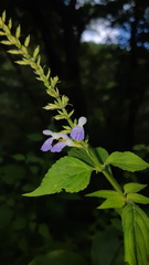 Salvia languidula