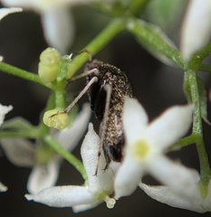 Criocoris crassicornis