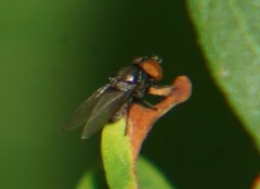 Milichiidae