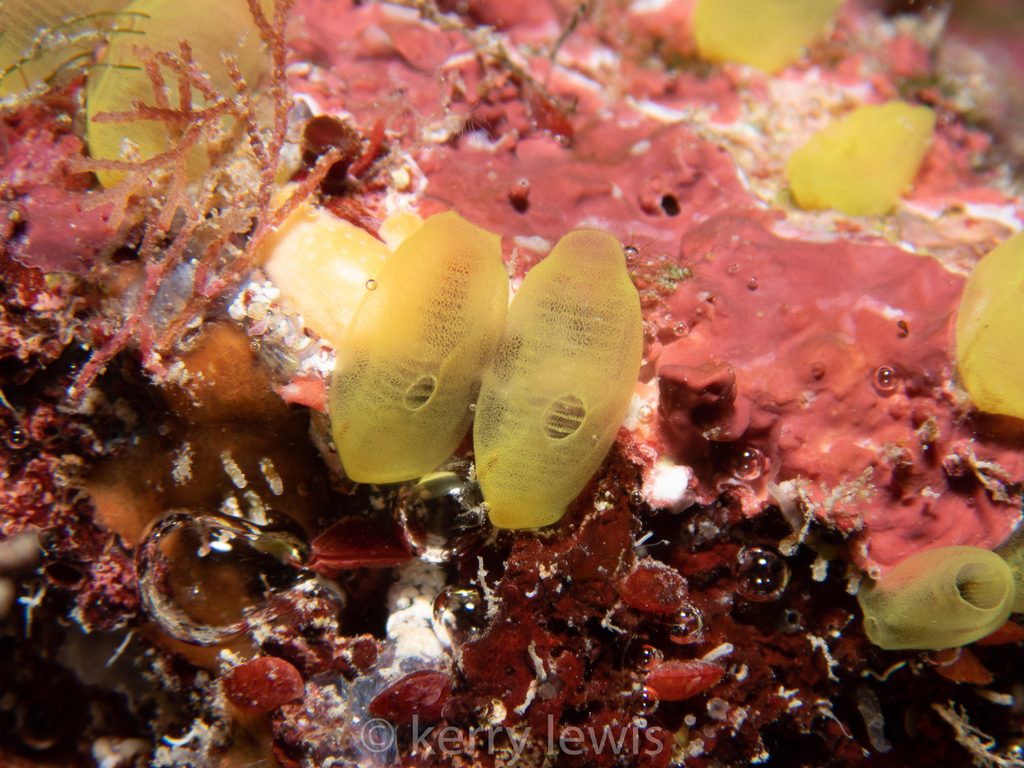 Ecteinascidia minuta