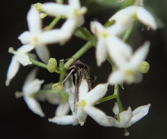 Criocoris crassicornis