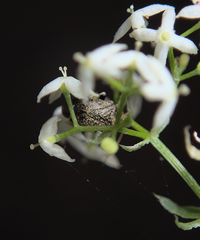 Criocoris crassicornis
