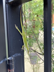Anolis carolinensis