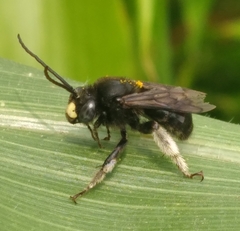 Melissodes bimaculatus
