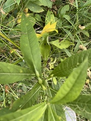 Neolasioptera vernoniae