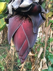 Musa