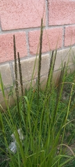 Muhlenbergia macroura