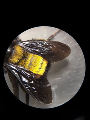 Bombus sonorus