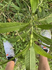 Neolasioptera vernoniae