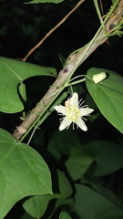 Passiflora filipes