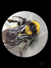 Bombus sonorus