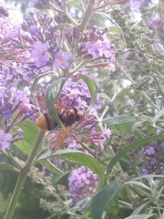 Volucella zonaria