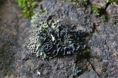 Lathagrium cristatum