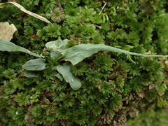 Asplenium rhizophyllum