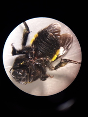 Bombus sonorus