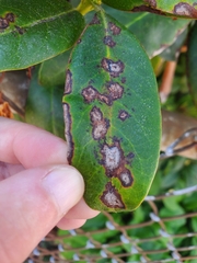 Chuppomyces handelii