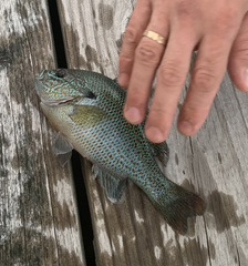 Lepomis auritus × gibbosus