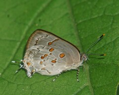 Tmolus echion