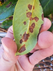 Chuppomyces handelii