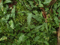 Asplenium rhizophyllum