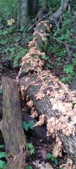 Pleurotus citrinopileatus