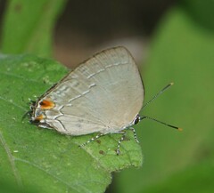 Ostrinotes