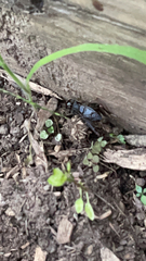 Gryllus pennsylvanicus