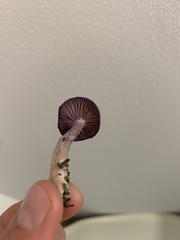 Cortinarius iodes