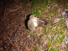 Caloboletus conifericola