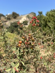 Rosa californica