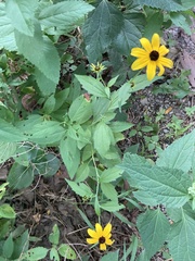 Rudbeckia triloba