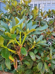 Chuppomyces handelii