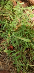 Muhlenbergia schreberi