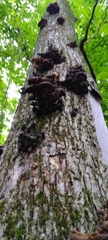 Pleurotus citrinopileatus