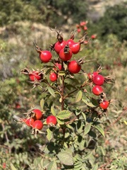 Rosa californica
