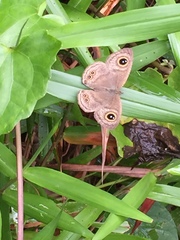 Ypthima horsfieldii humei