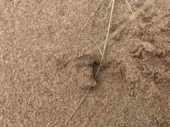 Peziza ammophila