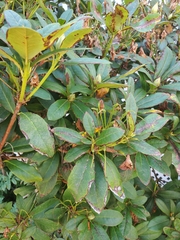 Chuppomyces handelii