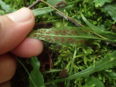 Asplenium rhizophyllum