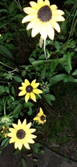 Rudbeckia fulgida