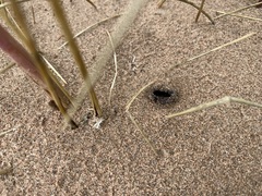 Peziza ammophila