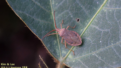 Homoeocerus dilatatus