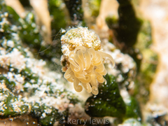 Bunodeopsis globulifera