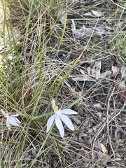 Caladenia catenata